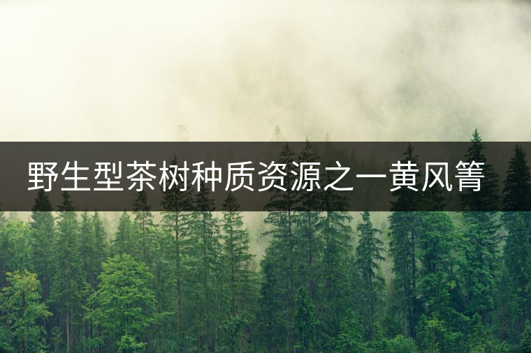 野生型茶樹種質資源之一黃風箐茶 野生型茶樹種質資源之一黃風箐茶