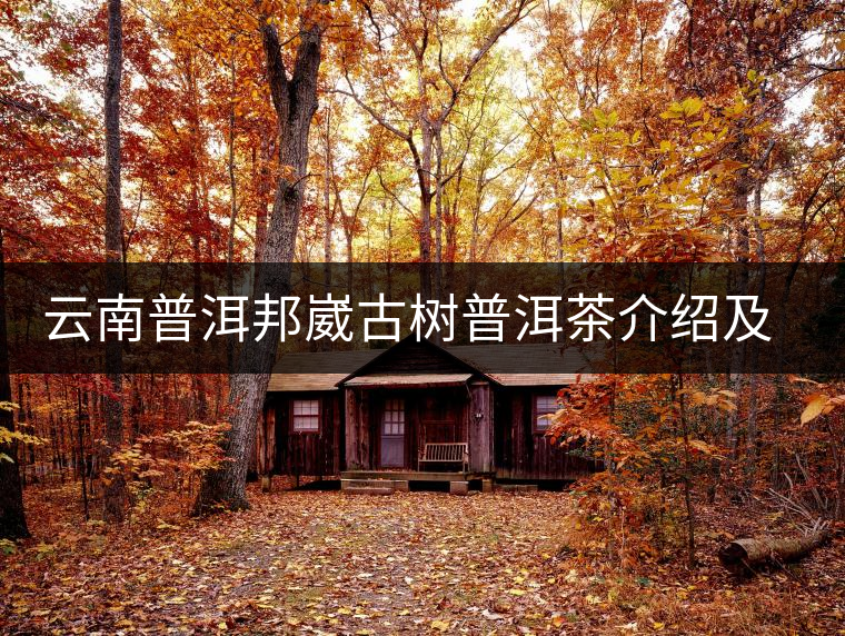 云南普洱邦崴古樹普洱茶介紹及特點(diǎn)