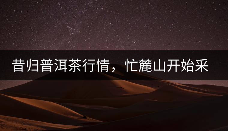 昔歸普洱茶行情,忙麓山開始采制春茶 昔歸普洱茶行情,忙麓山開始采制春茶
