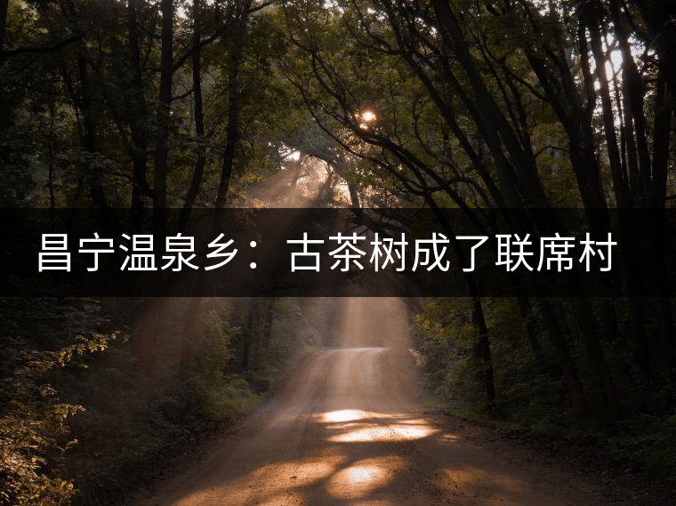 昌寧溫泉鄉：古茶樹成了聯席村民的“搖錢樹”