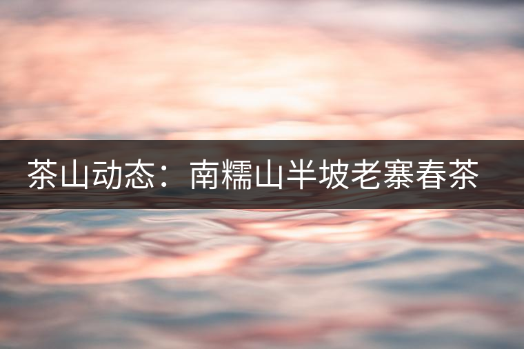 茶山動態:南糯山半坡老寨春茶鮮葉收購啟動 茶山動態:南糯山半坡老寨春茶鮮葉收購啟動