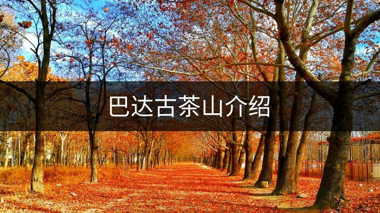 巴達古茶山介紹 巴達古茶山介紹