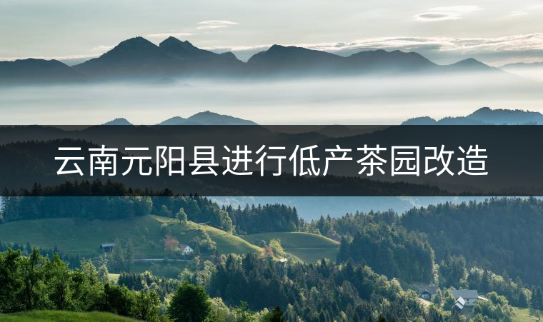 云南元陽縣進行低產茶園改造 云南元陽縣進行低產茶園改造