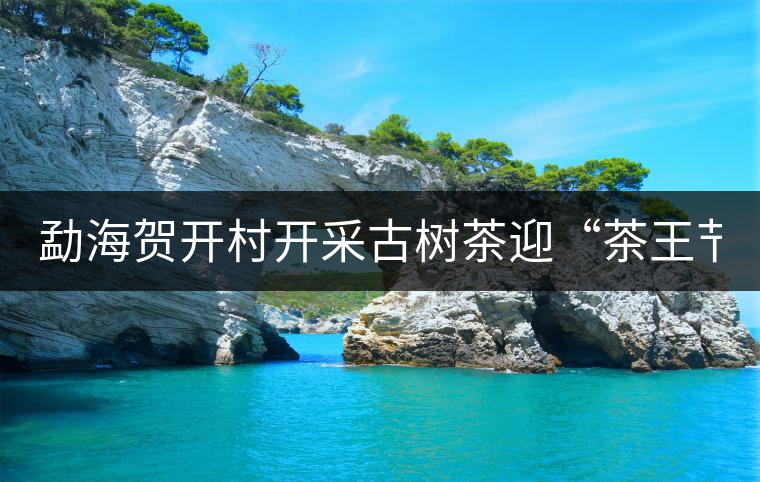 勐海賀開村開采古樹茶迎“茶王節” 勐海賀開村開采古樹茶迎“茶王節”
