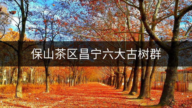 保山茶區昌寧六大古樹群 保山茶區昌寧六大古樹群