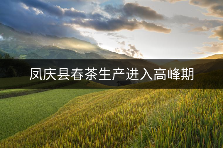 鳳慶縣春茶生產進入高峰期 鳳慶縣春茶生產進入高峰期