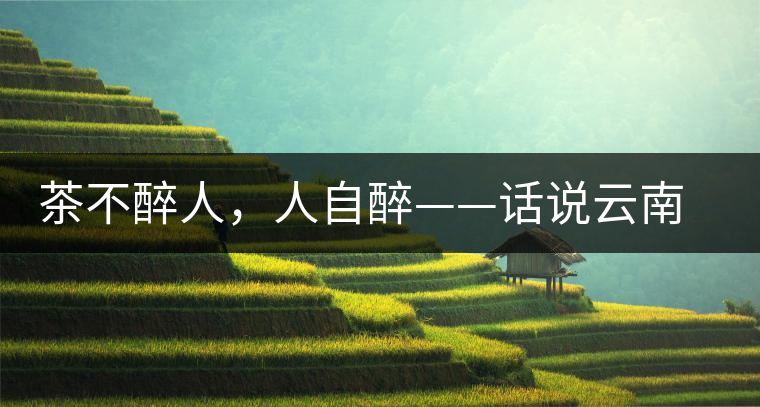 茶不醉人,人自醉——話說云南冰島普洱茶 茶不醉人,人自醉——話說云南冰島普洱茶