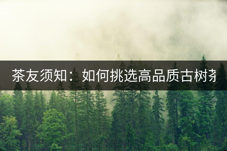 茶友須知:如何挑選高品質古樹茶? 茶友須知:如何挑選高品質古樹茶?