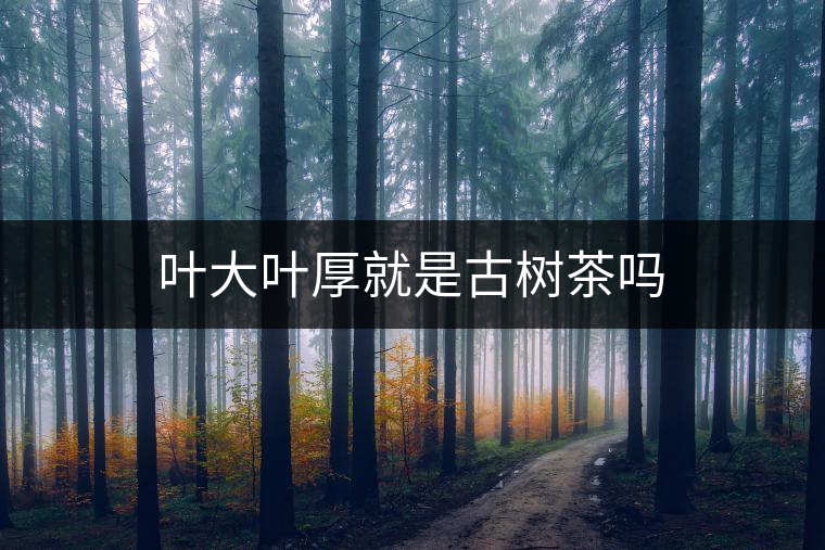 葉大葉厚就是古樹茶嗎