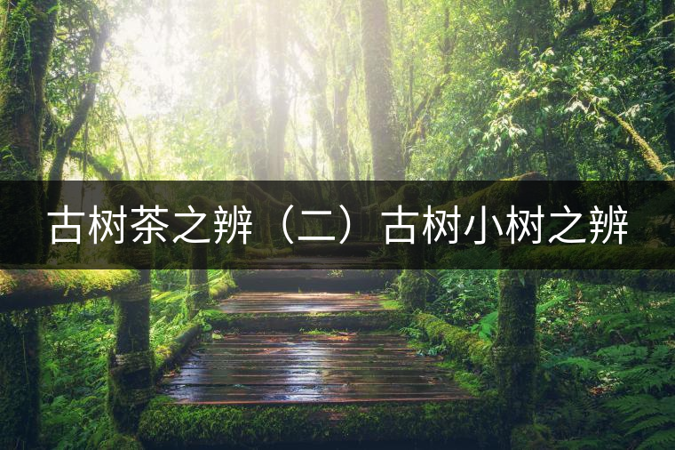 古樹茶之辨(二)古樹小樹之辨 古樹茶之辨(二)古樹小樹之辨