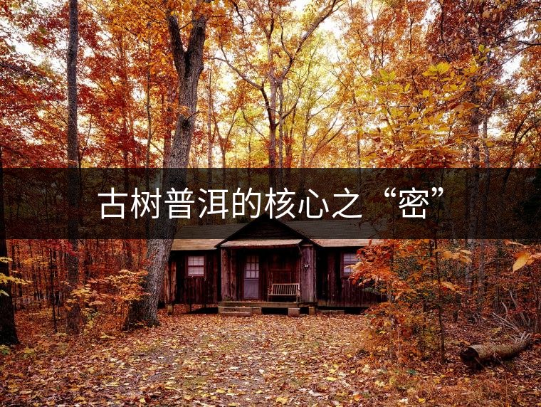 古樹普洱的核心之“密”