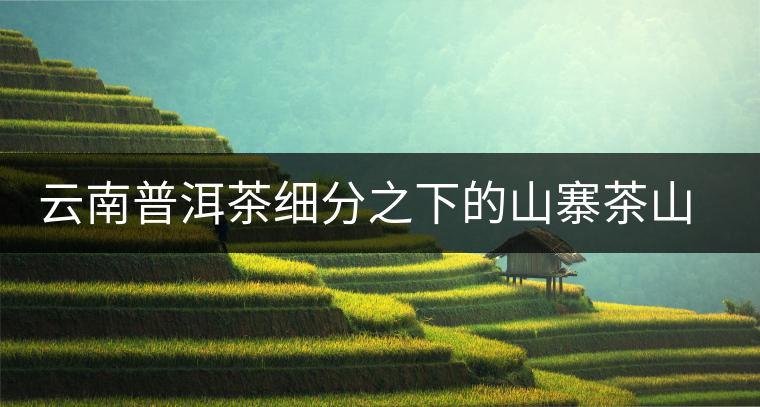 云南普洱茶細分之下的山寨茶山頭茶趨勢