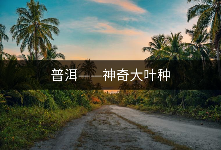 普洱——神奇大葉種 普洱——神奇大葉種