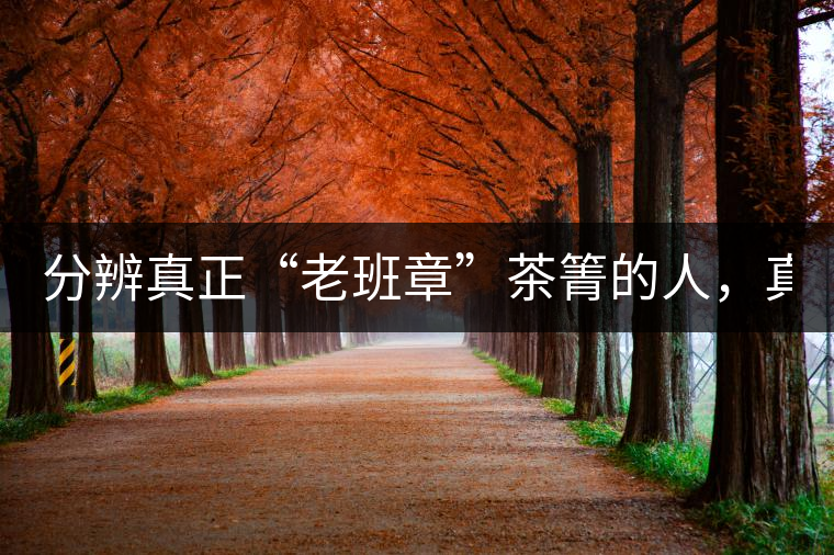 分辨真正“老班章”茶箐的人，真的不多！