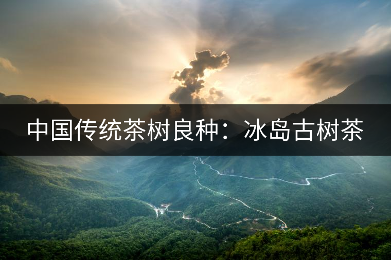 中國傳統(tǒng)茶樹良種:冰島古樹茶 中國傳統(tǒng)茶樹良種:冰島古樹茶