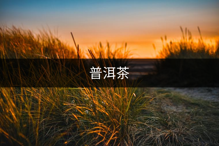 普洱茶 普洱茶