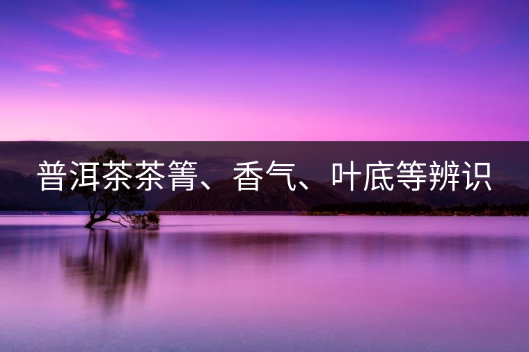 普洱茶茶箐、香氣、葉底等辨識 普洱茶茶箐、香氣、葉底等辨識
