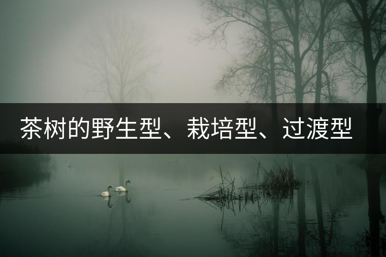 茶樹的野生型、栽培型、過渡型是怎么界定的? 茶樹的野生型、栽培型、過渡型是怎么界定的?
