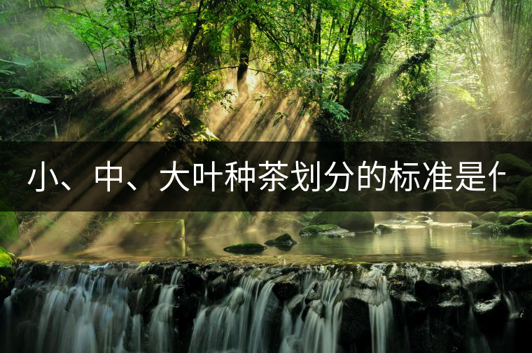 小、中、大葉種茶劃分的標(biāo)準(zhǔn)是什么? 小、中、大葉種茶劃分的標(biāo)準(zhǔn)是什么?