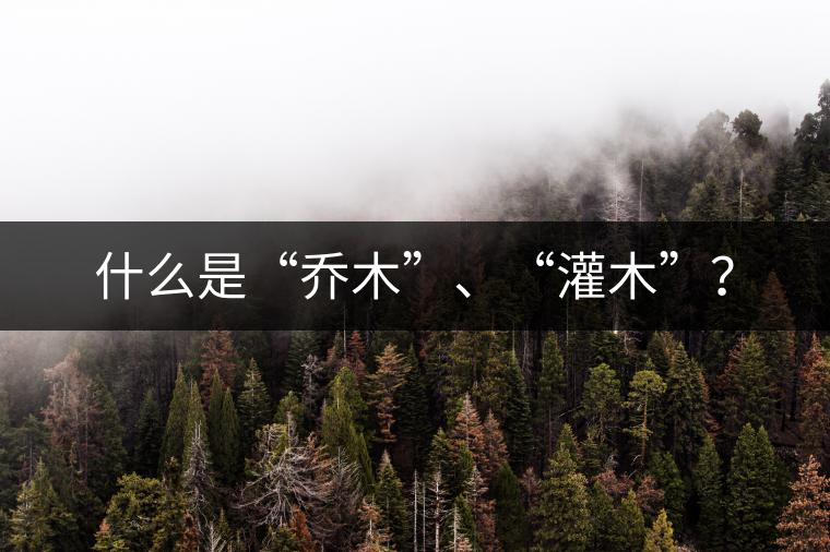 什么是“喬木”、“灌木”? 什么是“喬木”、“灌木”?