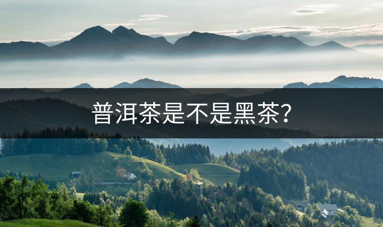 普洱茶是不是黑茶? 普洱茶是不是黑茶?
