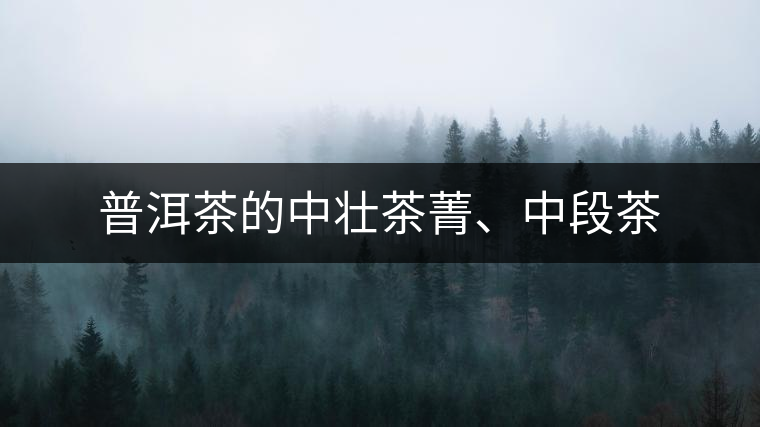 普洱茶的中壯茶菁、中段茶