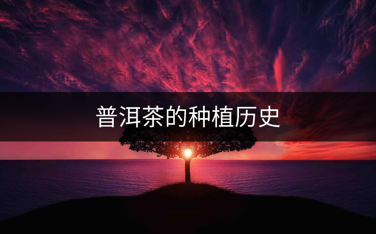普洱茶的種植歷史 普洱茶的種植歷史