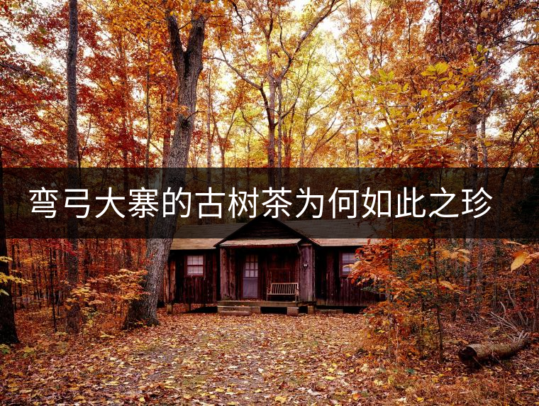 彎弓大寨的古樹茶為何如此之珍貴? 彎弓大寨的古樹茶為何如此之珍貴?