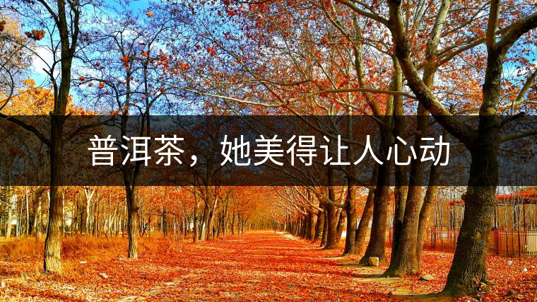 普洱茶，她美得讓人心動