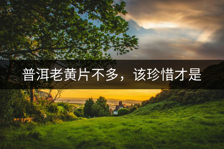 普洱老黃片不多,該珍惜才是 普洱老黃片不多,該珍惜才是