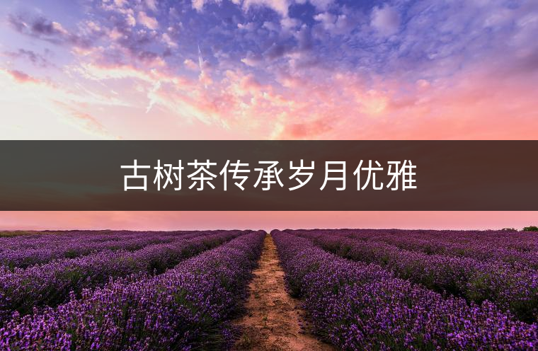 古樹茶傳承歲月優雅