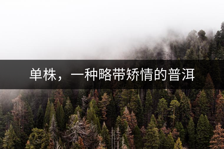 單株,一種略帶矯情的普洱 單株,一種略帶矯情的普洱