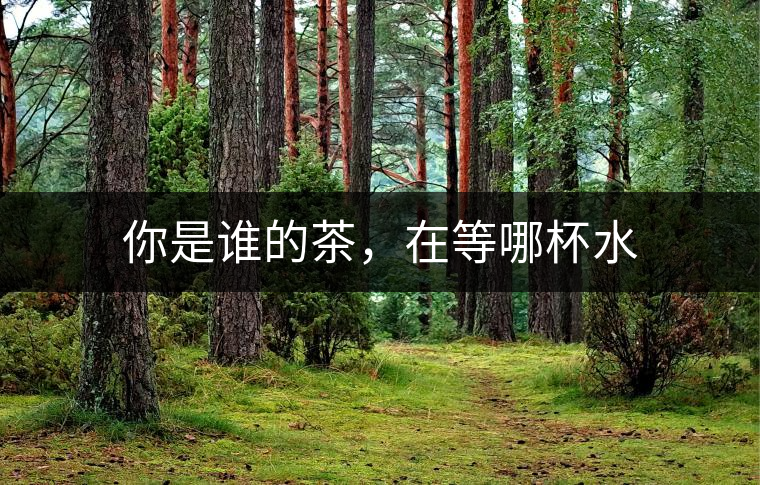 你是誰的茶,在等哪杯水 你是誰的茶,在等哪杯水