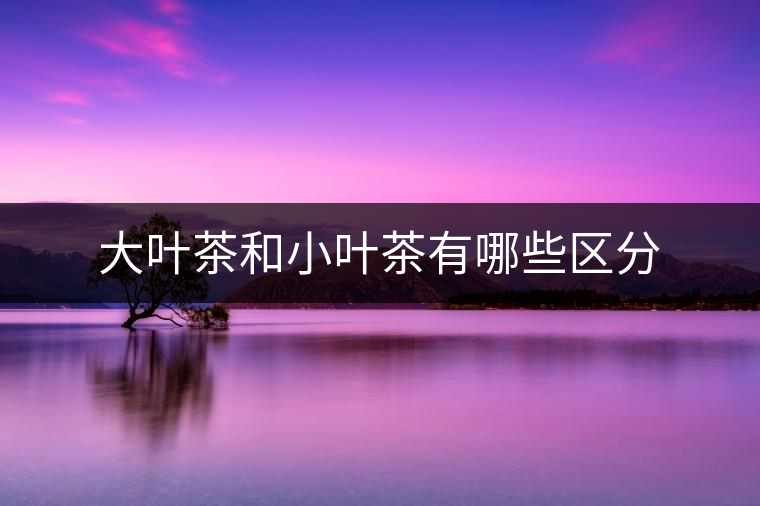 大葉茶和小葉茶有哪些區分