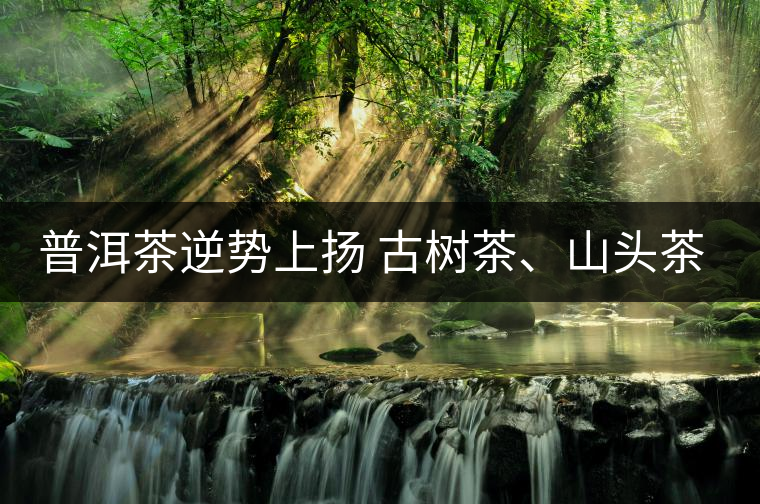 普洱茶逆勢上揚 古樹茶、山頭茶遭“熱捧” 普洱茶逆勢上揚 古樹茶、山頭茶遭“熱捧”