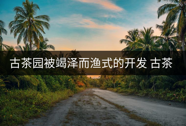 古茶園被竭澤而漁式的開發(fā) 古茶還能香多久？