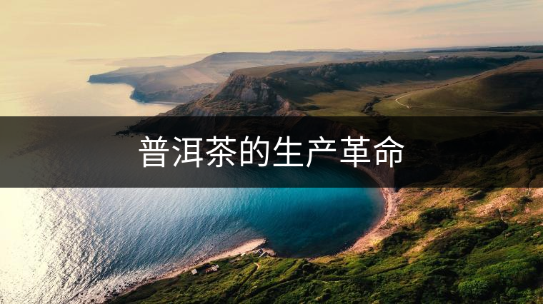 普洱茶的生產革命 普洱茶的生產革命