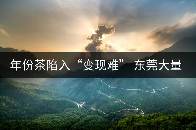 年份茶陷入“變現難” 東莞大量藏家被套