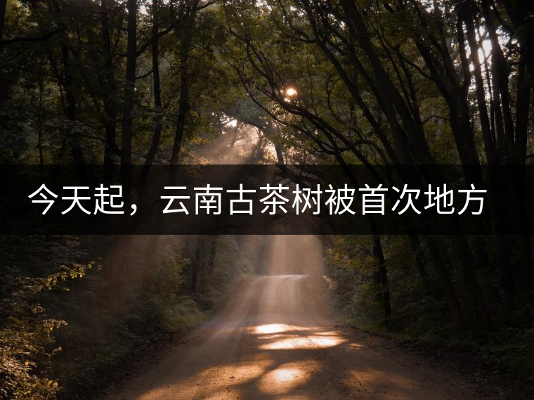 今天起,云南古茶樹被首次地方立法保護 今天起,云南古茶樹被首次地方立法保護