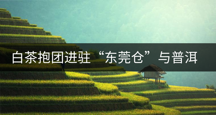 白茶抱團進駐“東莞倉”與普洱形成“黑白爭雄”之勢 白茶抱團進駐“東莞倉”與普洱形成“黑白爭雄”之勢