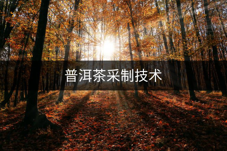 普洱茶采制技術 普洱茶采制技術