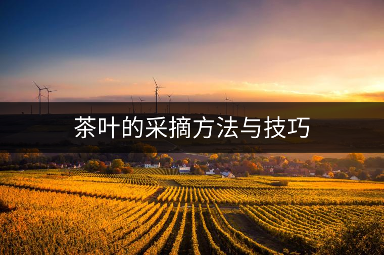 茶葉的采摘方法與技巧 茶葉的采摘方法與技巧