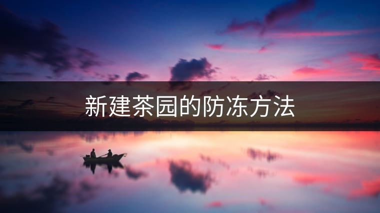 新建茶園的防凍方法