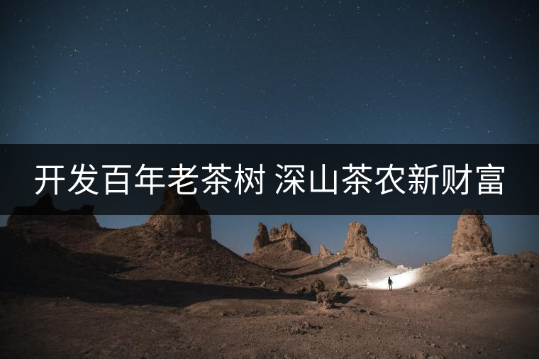 開發百年老茶樹 深山茶農新財富 開發百年老茶樹 深山茶農新財富