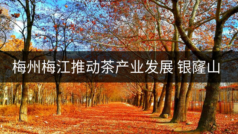 梅州梅江推動茶產業發展 銀窿山春茶開始采摘 梅州梅江推動茶產業發展 銀窿山春茶開始采摘
