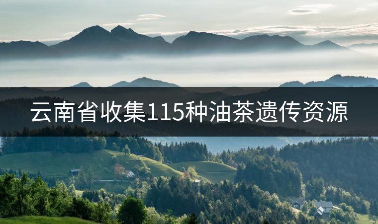 云南省收集115種油茶遺傳資源 云南省收集115種油茶遺傳資源