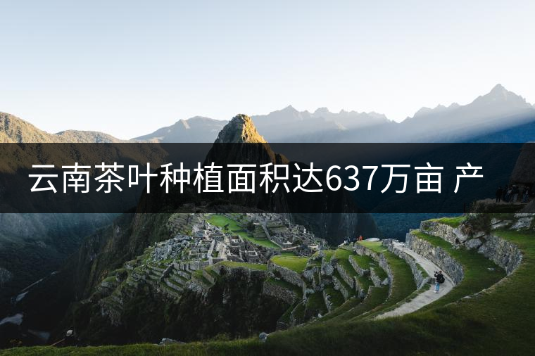 云南茶葉種植面積達637萬畝 產業規模創新高 云南茶葉種植面積達637萬畝 產業規模創新高