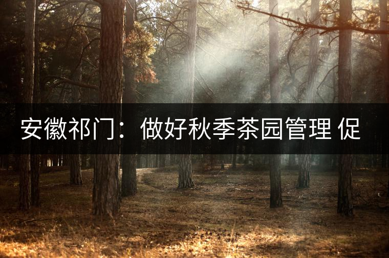 安徽祁門:做好秋季茶園管理 促升來年茶葉品質 安徽祁門:做好秋季茶園管理 促升來年茶葉品質