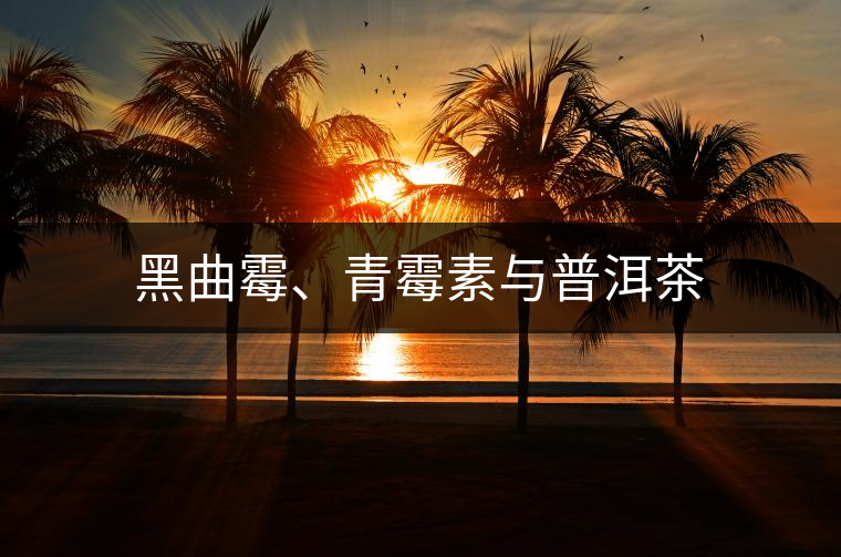 黑曲霉、青霉素與普洱茶 黑曲霉、青霉素與普洱茶