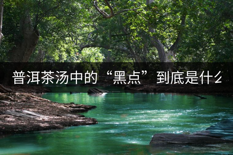 普洱茶湯中的“黑點”到底是什么? 普洱茶湯中的“黑點”到底是什么?